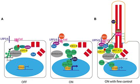 Frontiers Signaling Through The Primary Cilium