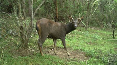 Invasive Sambar Deer Species Continues Spread Into Northern New South