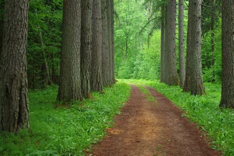 Larch forest — Stock Photo © Nadezda #3234601