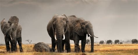 Kenya Multi-Generational Safari | Savannah & Seaside | 9 Nights | Art ...