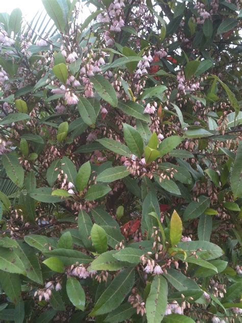 Gondwana Nursery Elaeocarpus Reticulatus Pink In Flower In The