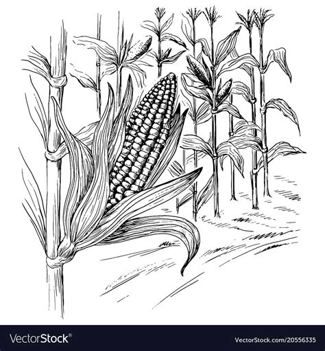 Corn Crops Drawing