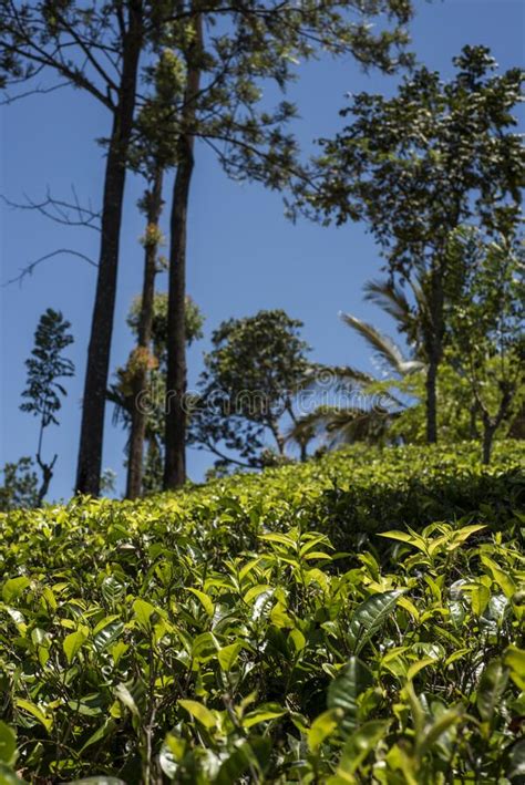 Tea Plantations in Sri Lanka Stock Photo - Image of landscape, organic ...