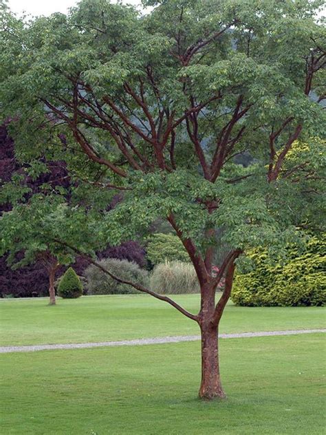 Oderings Garden Centres Deciduous Tree Acer Griseum Chinese Maple