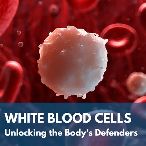 White Blood Cells: Unlocking the Body's Defenders - CGT Global