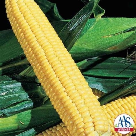 Corn Sweet Early Xtra Sweet All America Selections