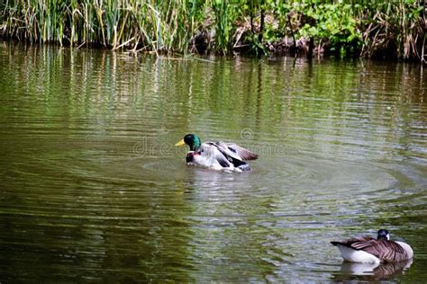 Mallard Duck Drake stock photo. Image of wildlife, drake - 91275746