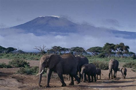 La réserve d'Amboseli - Kenya