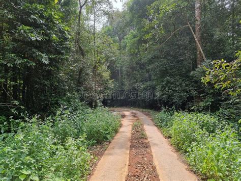 Concrete Way Through Forest In Silent Valley National Park In Palakkad