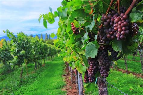 Principales Beneficios Del Vino Tinto Para La Salud Bodegas Navarrsotillo