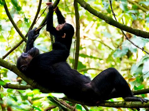 3 Day Chimp Tracking In Kibale Chimpanzee Trekking Uganda Tours