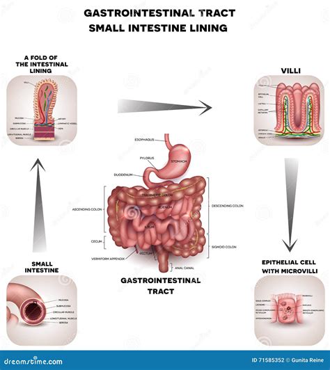 Normal Gastrointestinal Tract Stock Vector Illustration Of Medical