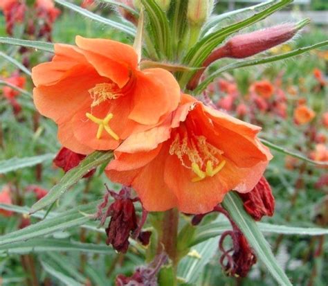 Oenothera Versicolor Sunset Boulevard