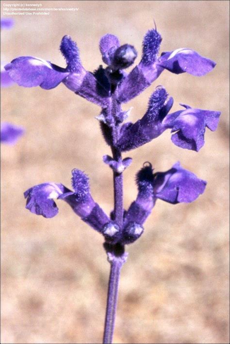 PlantFiles Pictures Salvia Mealy Cup Sage Mealycup Sage Victoria