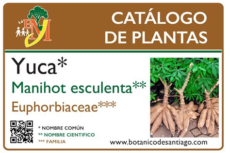 Manihot Esculenta Jardín Botánico Prof Eugenio de Js Marcano