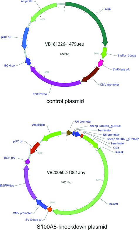 The Control And The S100a8 Knockout Plasmid Vectors Download