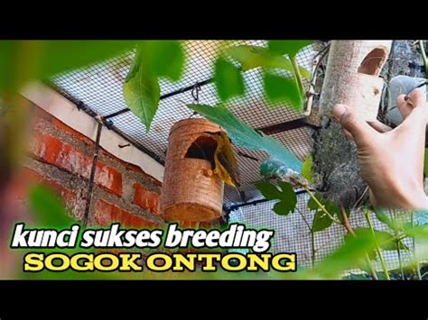 Ternak Burung Sogon Di Aviary Mini Youtube