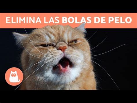 Soluciones Efectivas Para Prevenir Y Tratar Las Bolas De Pelo En Gatos