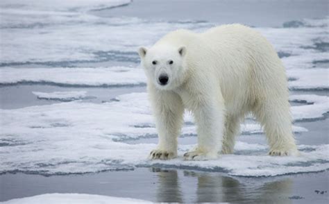 Extinci N Del Oso Polar Por Calentamiento Global Es Irreversible