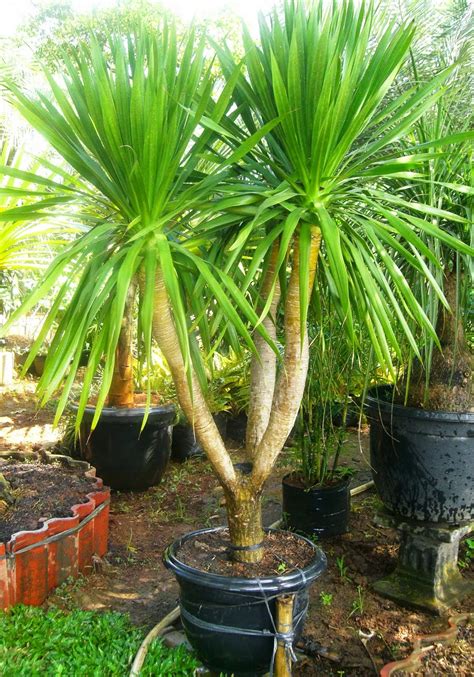 Jual Pohon Pandan Bali Murah Tukang Tanaman Hias