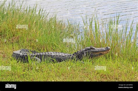 Alligator on grass - Florida Stock Photo - Alamy