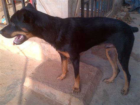 Mixed Rottweiler/boerboel Male 10 Month - Pets - Nigeria