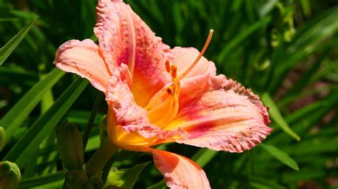 Daylily Flower Coral Free Photo On Pixabay