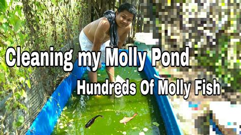 Molly Fish Cleaning My Molly Pond With Hundreds Of Mollies On It Youtube