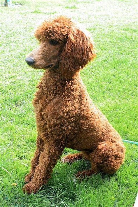 140 Poodle Haircuts Your Pet Will Definitely Love