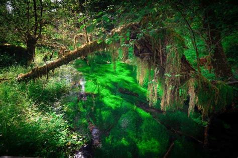 Olympic National Park Photography And Travel Guide We Dream Of Travel