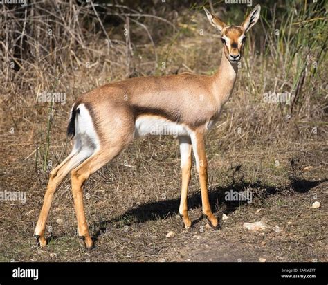 Mountain Gazelle female (Gazella gazella), an endangered species, in a ...