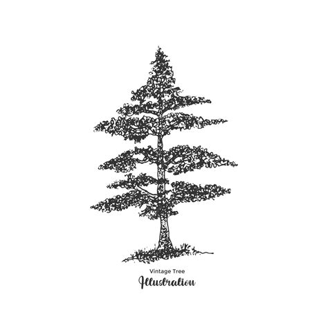 Vintage Pine Tree Illustration