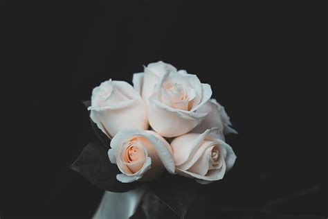 White Rose Hd Wallpaper