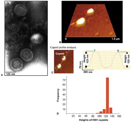 Prepared Detergent Treated Herpes Simplex Virus Type 1 Hsv 1 Capsids Download Scientific