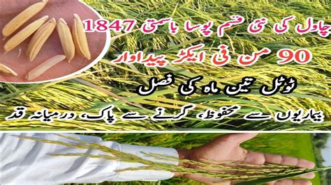 How To Get High Yield Pb 1847 Rice Pusa Basmati 1847 Rice Farming