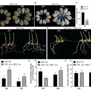 | Effects of maize seed germination under low-temperature stress on ...