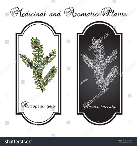 European Yew Taxus Baccata Poisonous Plant Stock Vector (Royalty Free