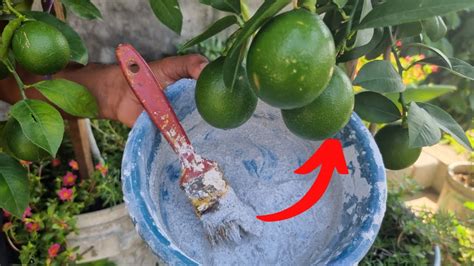 Aplica Cal En Las Plantas De Cítricos Y Siempre Tendrás Limoneros Libre De Hongos Y Plagas Youtube