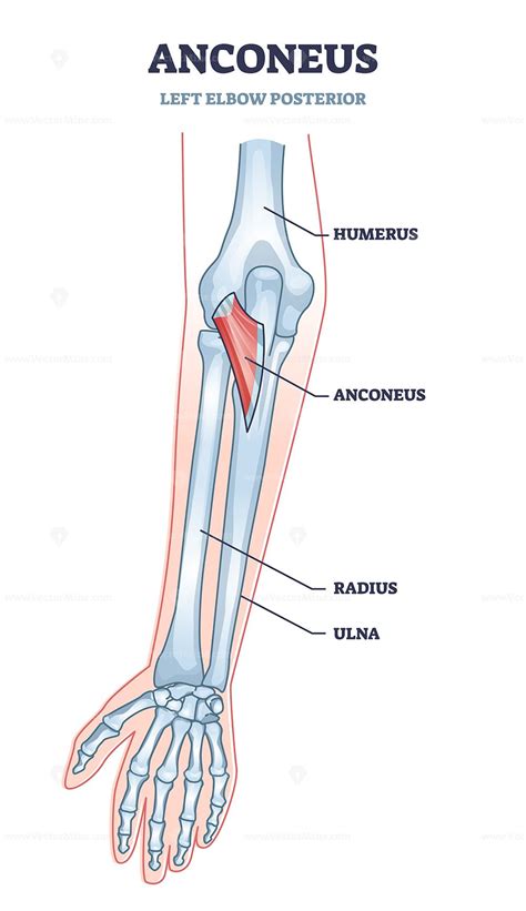 Anconeus Muscle As Left Elbow Posterior View Medical Description In