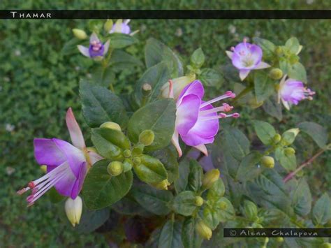 Thamar - FuchsiaFinder