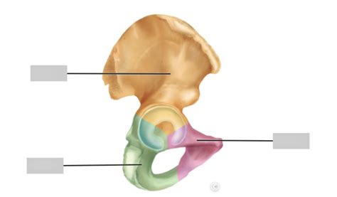 Bones Of The Pelvic Girdle Lateral View Diagram Quizlet