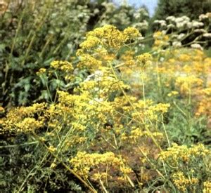 Патриния средняя (Patrinia intermedia Roem. et Schult.) / Herbal Expert