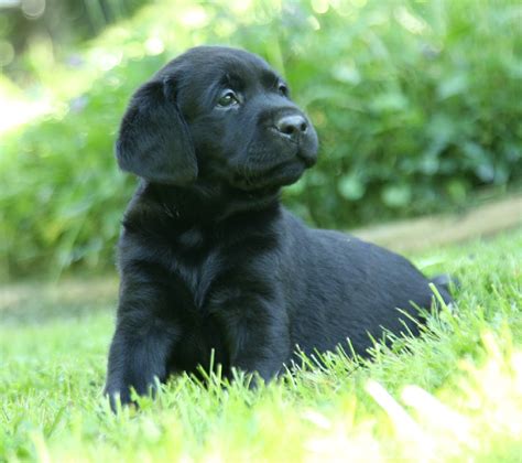 How Much Is A Black Lab Puppy