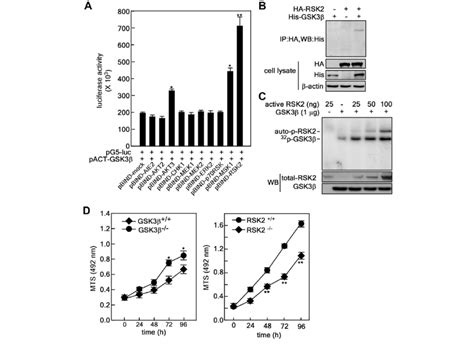 Gsk3b Is A Binding Partner And Substrate Of Rsk2 A Identification Of