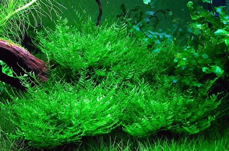 Top 5 Easy To Care Aquatic Moss Planted Aquarium Live Aquarium