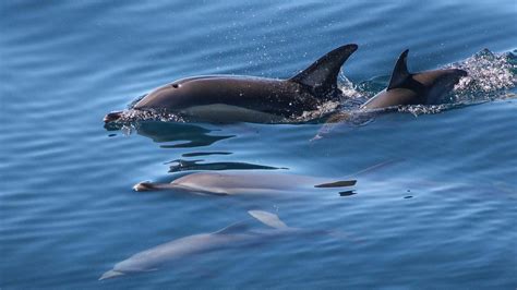 How Do Whales And Dolphins Sleep Auckland Whale And Dolphin Safari