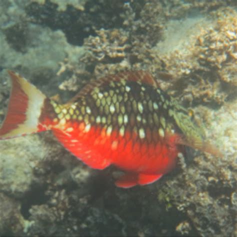 Stoplight Parrotfish Initial Phase Project Noah