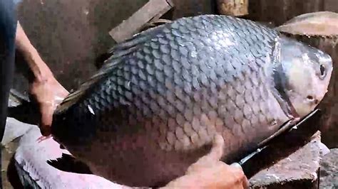 How To Cuts And Clean A Big Katla Carp Fish In Fish Market Big Catla