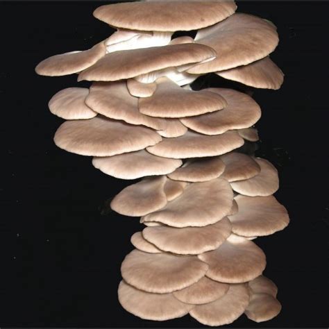 Mushroom Kit Phoenix Pleurotus Pulmonarius Aussie Mushroom Supplies