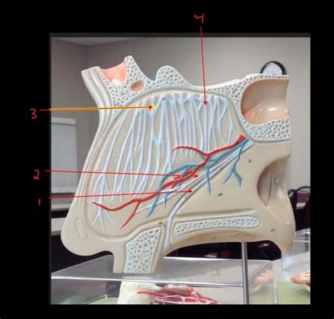 Pns Lab Nose And Internal Face Flashcards Quizlet